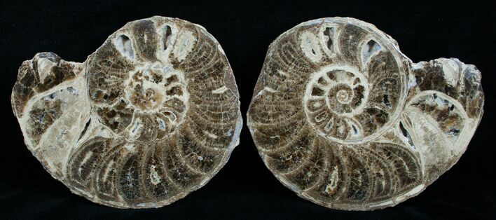 / Mammites Nodosoides Ammonite - Morocco #3998